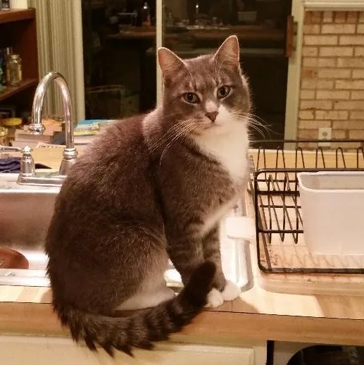 Buddy Smith Os thumbnail 5