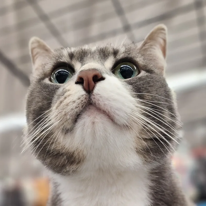 Buddy Smith Os thumbnail 6