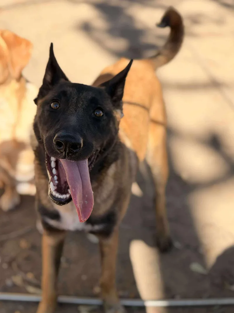 A young medium-sized female Yellow / Tan / Blond / Fawn Belgian Shepherd / Malinois dog named Mia Super Sweet for adoption in Houston, TX