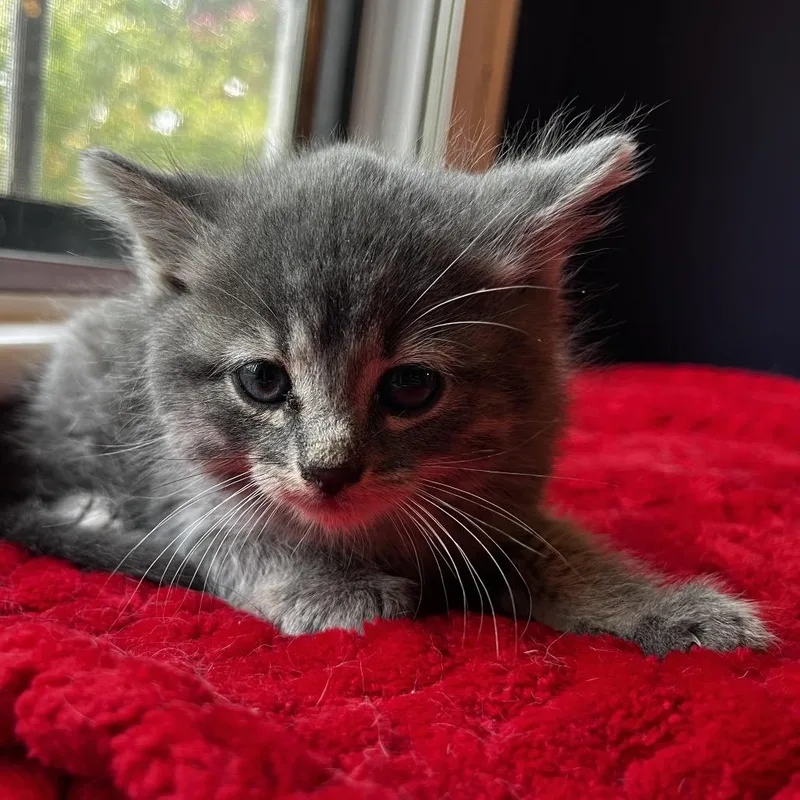 A baby small-sized male Gray / Blue / Silver Domestic Short Hair cat named Athos for adoption in Middletown, NY