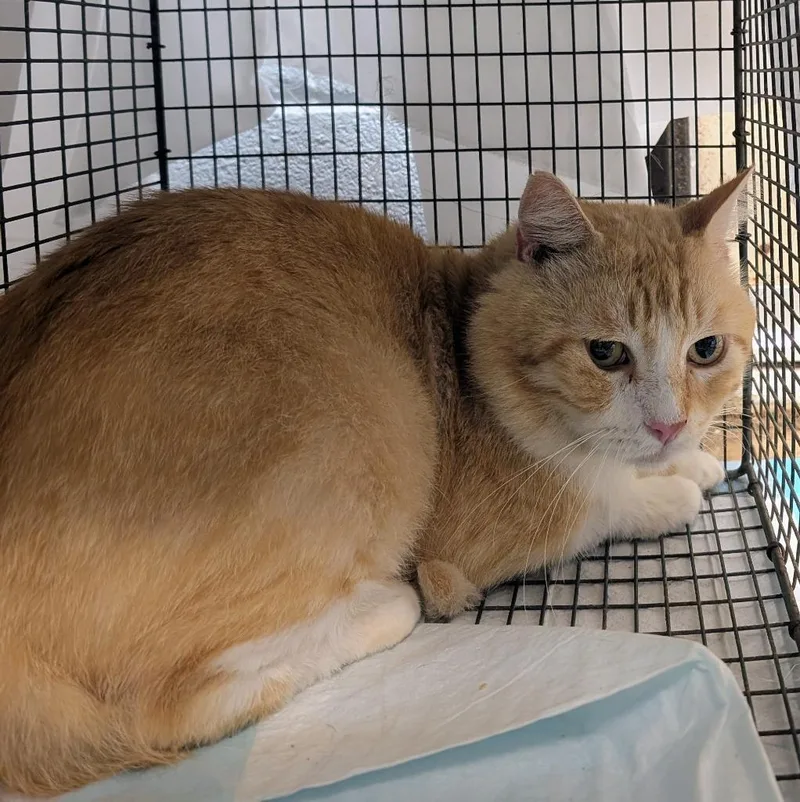 Smith Feral