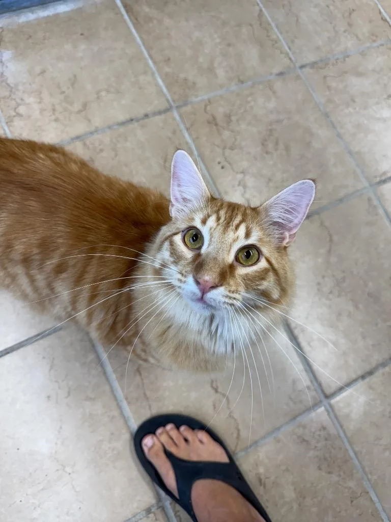 A young small-sized male Domestic Long Hair cat named Atticus for adoption in Hastings, NE