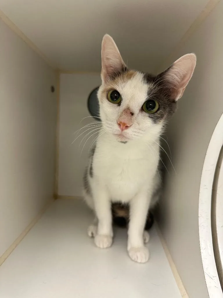 An adult medium-sized female Domestic Medium Hair cat named Ava for adoption in Johnson City, TN