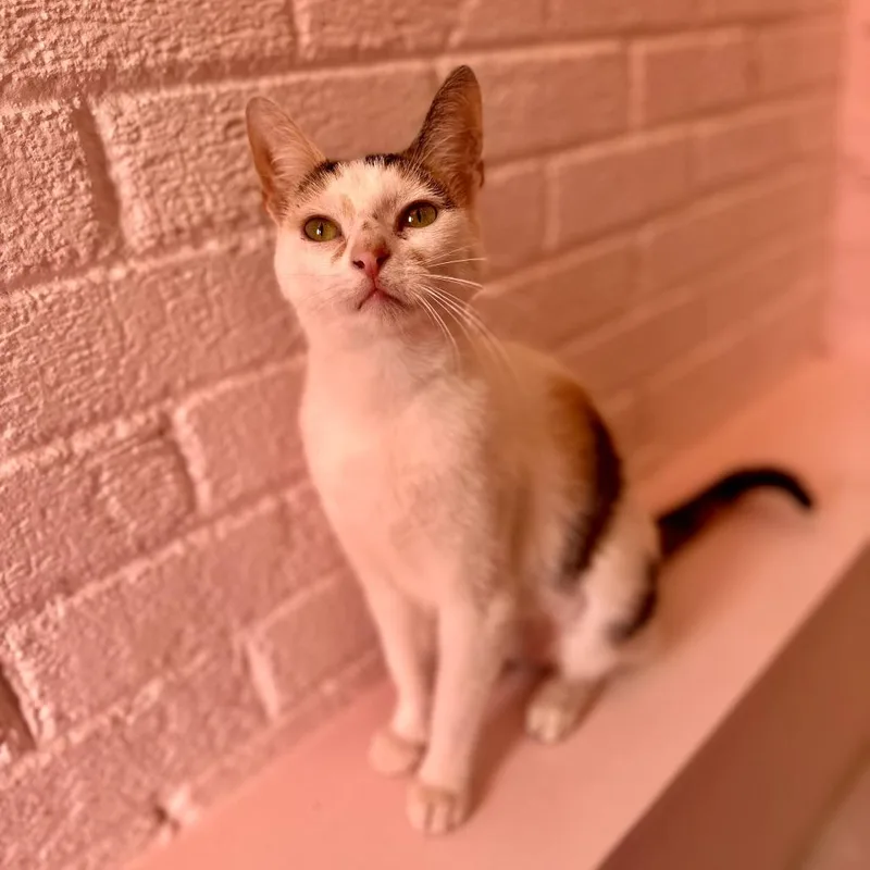 A young medium-sized female White Domestic Short Hair cat named Elphaba for adoption in Forest Park, IL