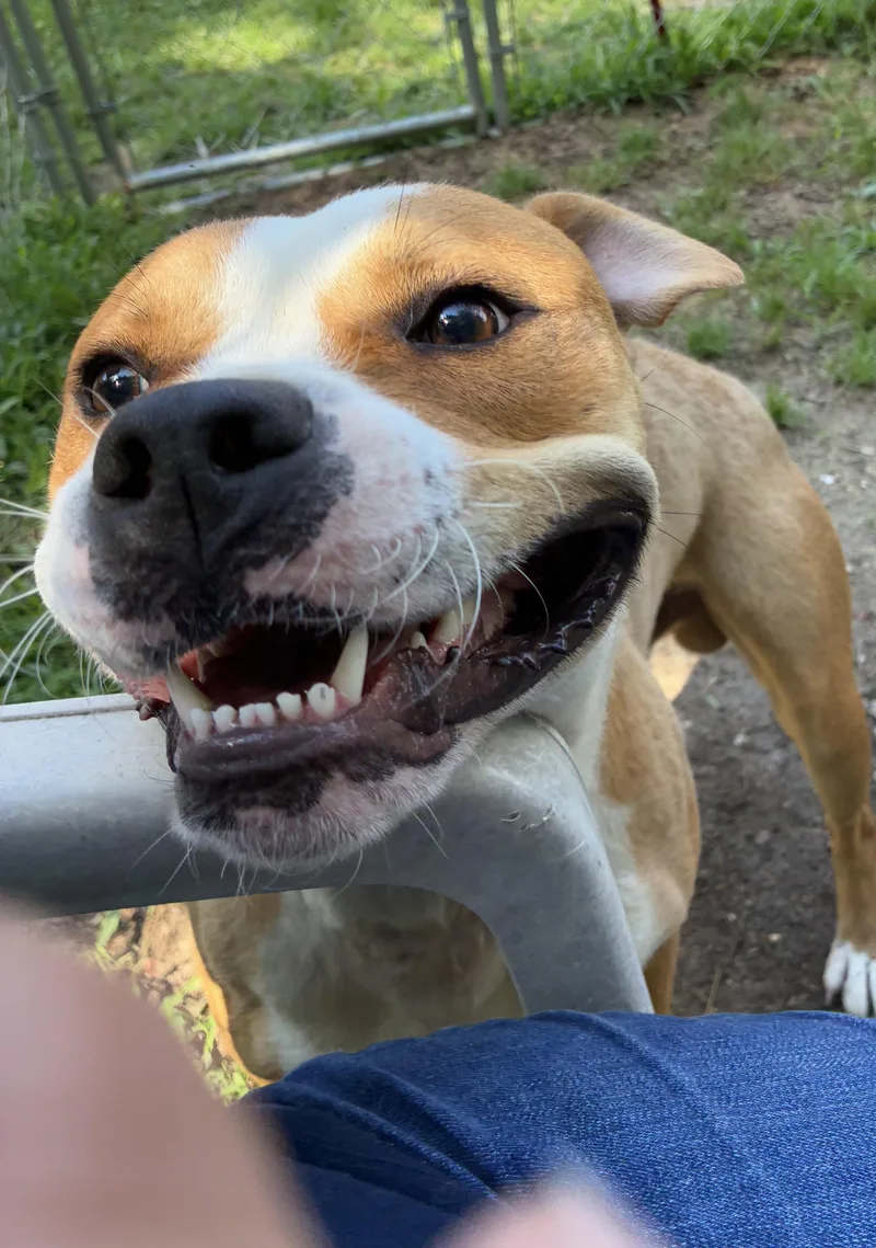 Simba thumbnail 5