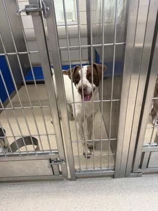A young medium-sized male Pit Bull Terrier dog named Cornbread for adoption in North Richland Hills, TX