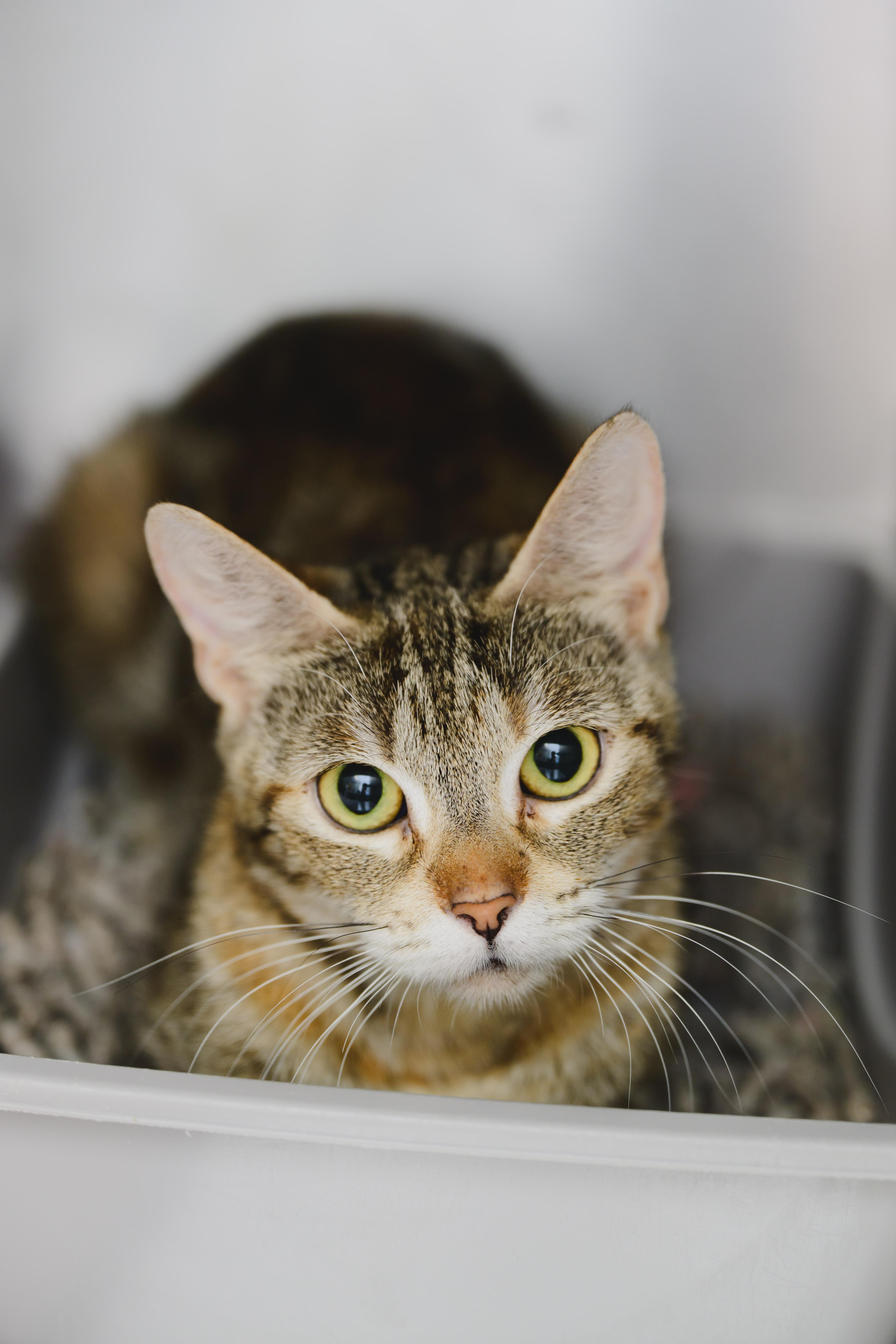 A young medium-sized female Domestic Short Hair cat named Mimosa for adoption in Honolulu, HI