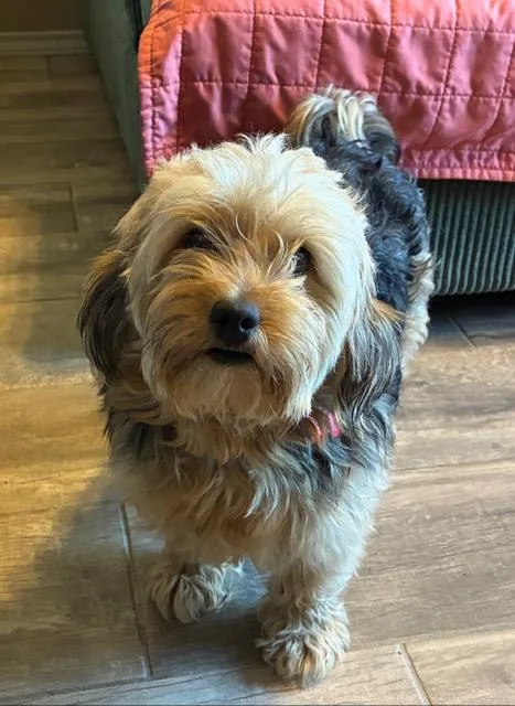 A young small-sized female Black Yorkie Poo dog named Cuddles for adoption in Tulsa, OK