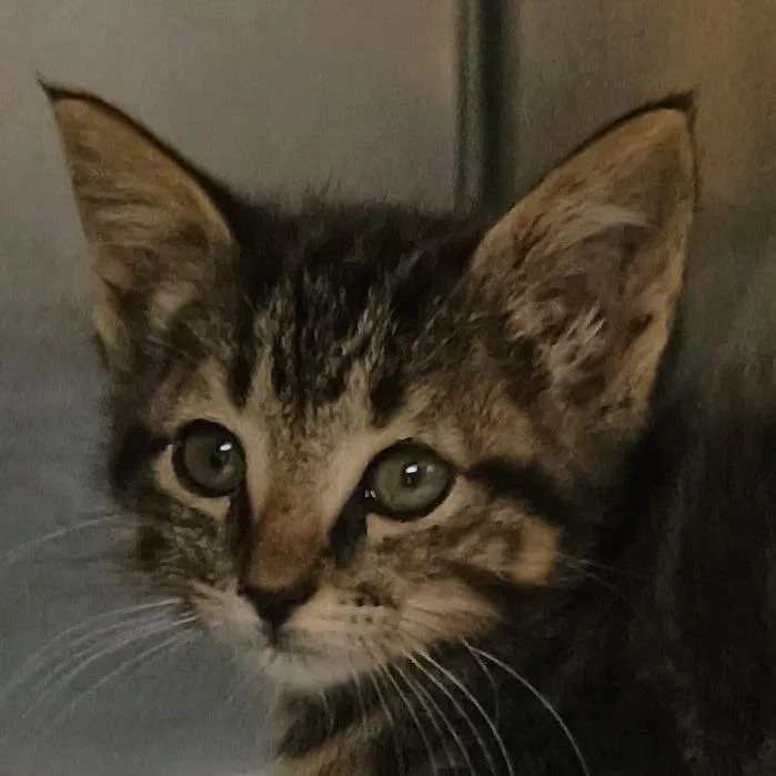A baby small-sized male Brown / Chocolate Domestic Short Hair cat named Torpedo for adoption in Palestine, TX