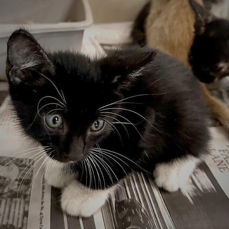 A baby small-sized male Black American Shorthair cat named Spider for adoption in Wheeling, IL