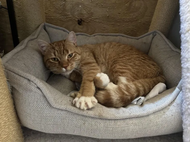 An adult medium-sized male Orange & White Domestic Short Hair cat named Copper for adoption in North Brunswick, NJ