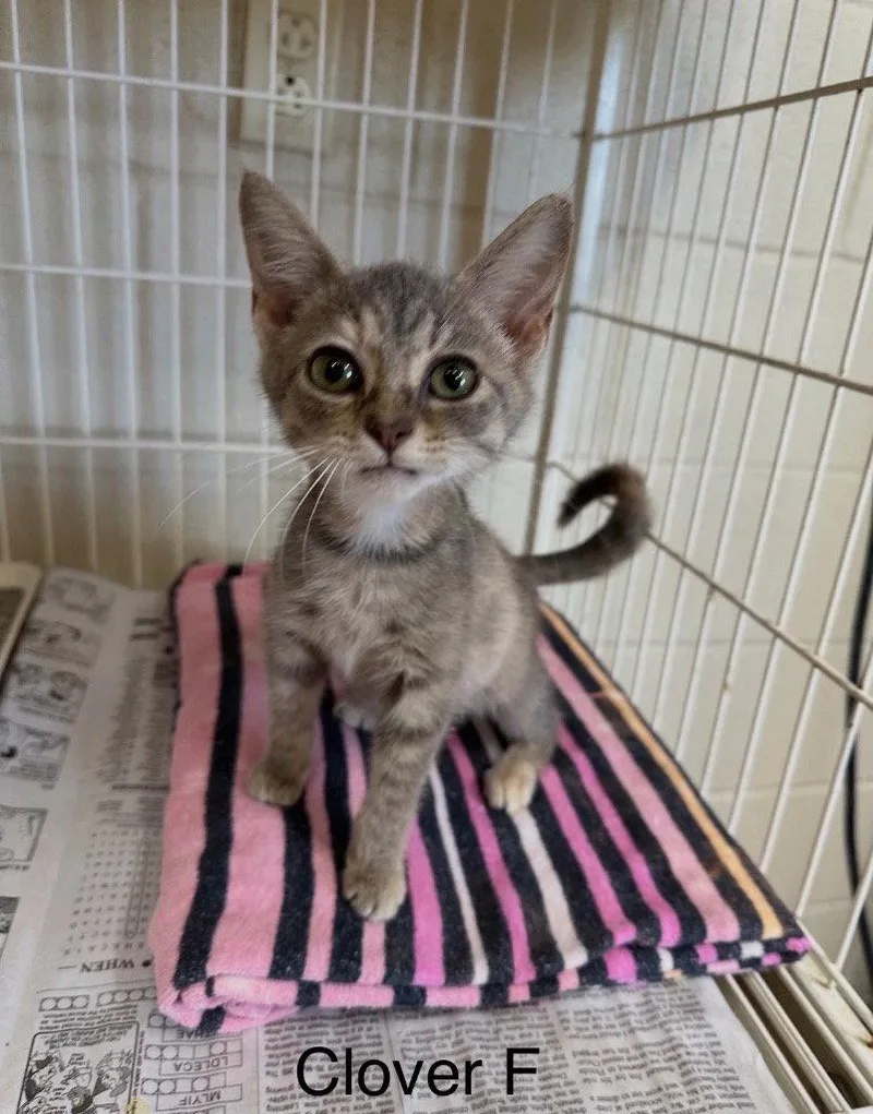 A young medium-sized female Domestic Short Hair cat named Clover for adoption in Cromwell, KY