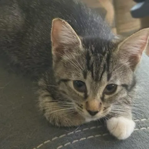 A baby small-sized female Domestic Short Hair cat named Pixie for adoption in Woodstock, GA