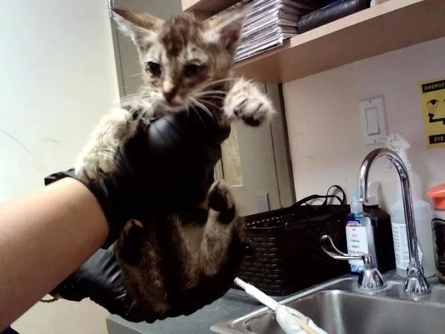 A baby small-sized female Domestic Short Hair cat named Star Butterfly for adoption in Martinez, CA