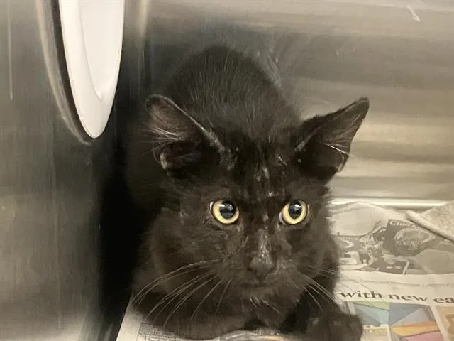 A baby small-sized male Domestic Short Hair cat named Torque for adoption in Tustin, CA