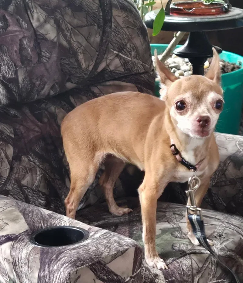 A senior small-sized female Yellow / Tan / Blond / Fawn Chihuahua dog named Emma for adoption in Blue Springs, MO