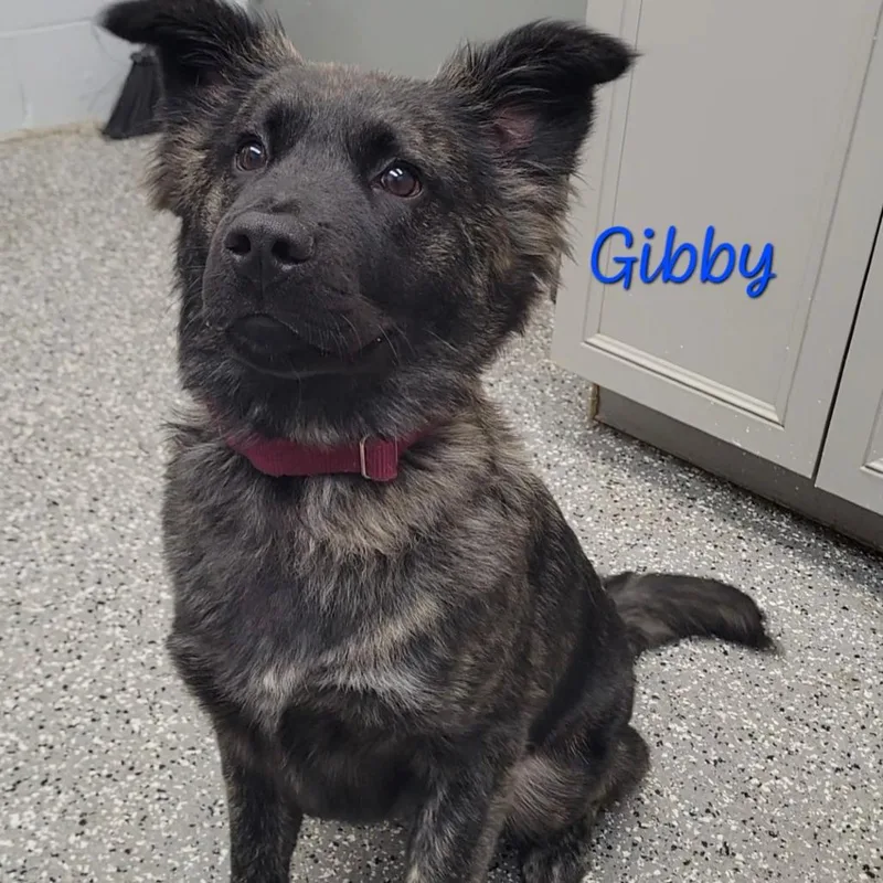 Gibby