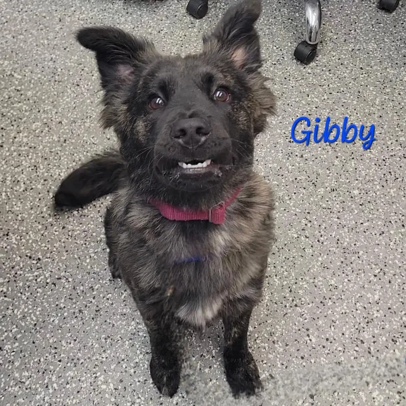 Gibby thumbnail 2