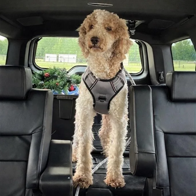 An adult medium-sized male Golden Standard Poodle dog named Patches for adoption in Baton Rouge, LA