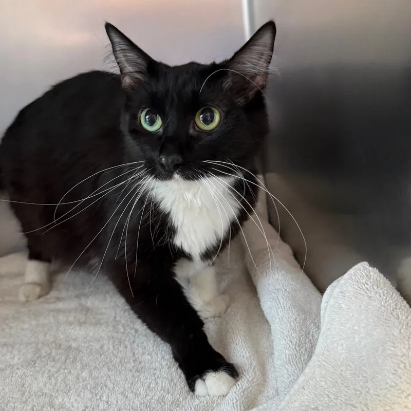 An adult medium-sized female Black Domestic Medium Hair cat named Galaxy for adoption in Council Bluffs, IA