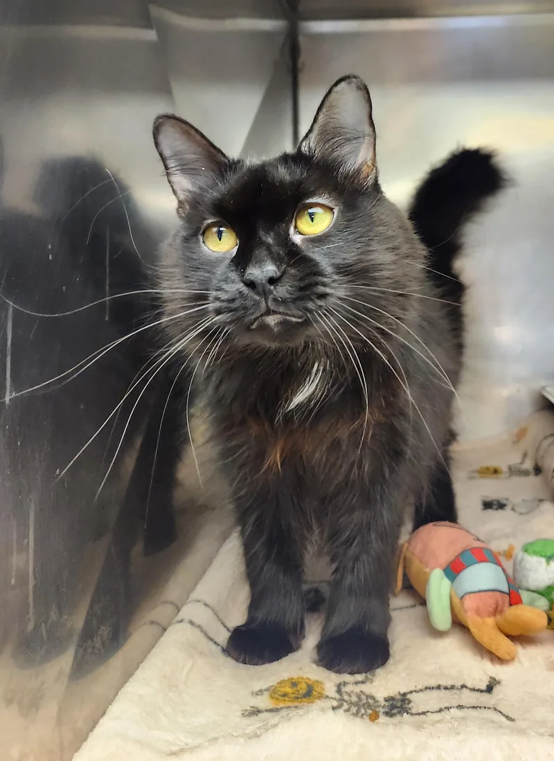 An adult medium-sized female Black Domestic Medium Hair cat named Tara for adoption in Clayton, NJ