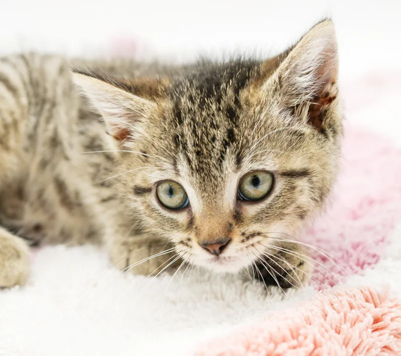 A baby small-sized female Brown / Chocolate Tabby cat named Hazel is heaven in for adoption in Bedford Hills, NY