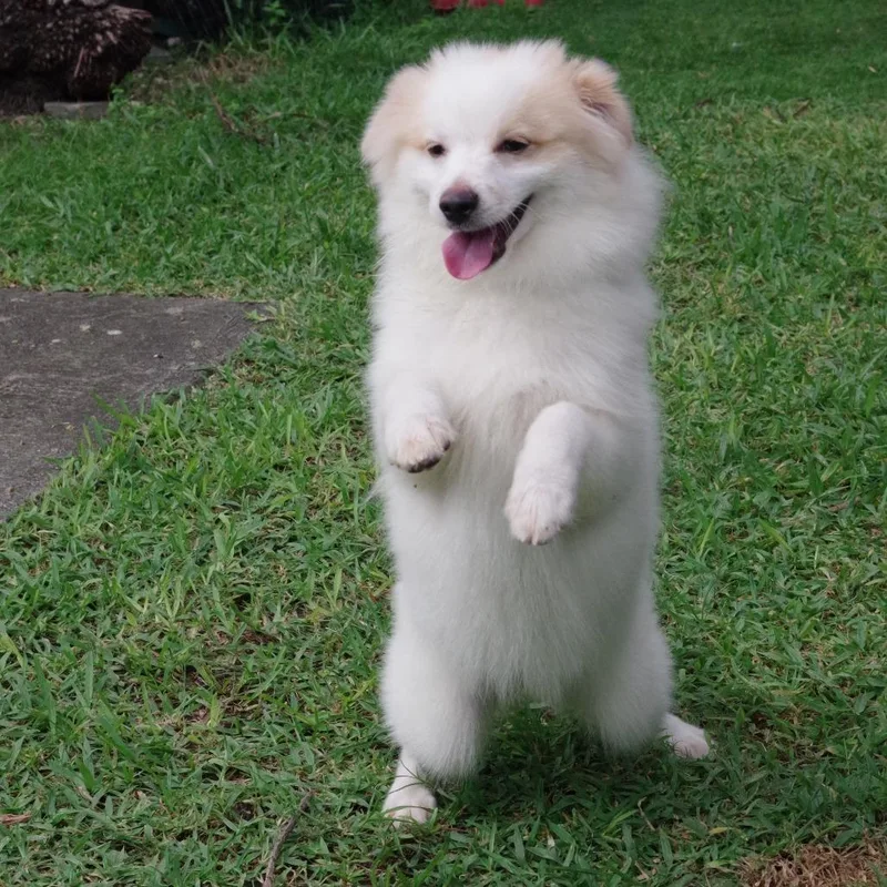A baby small-sized female White / Cream Pomeranian dog named Puppy Nova for adoption in Miami, FL