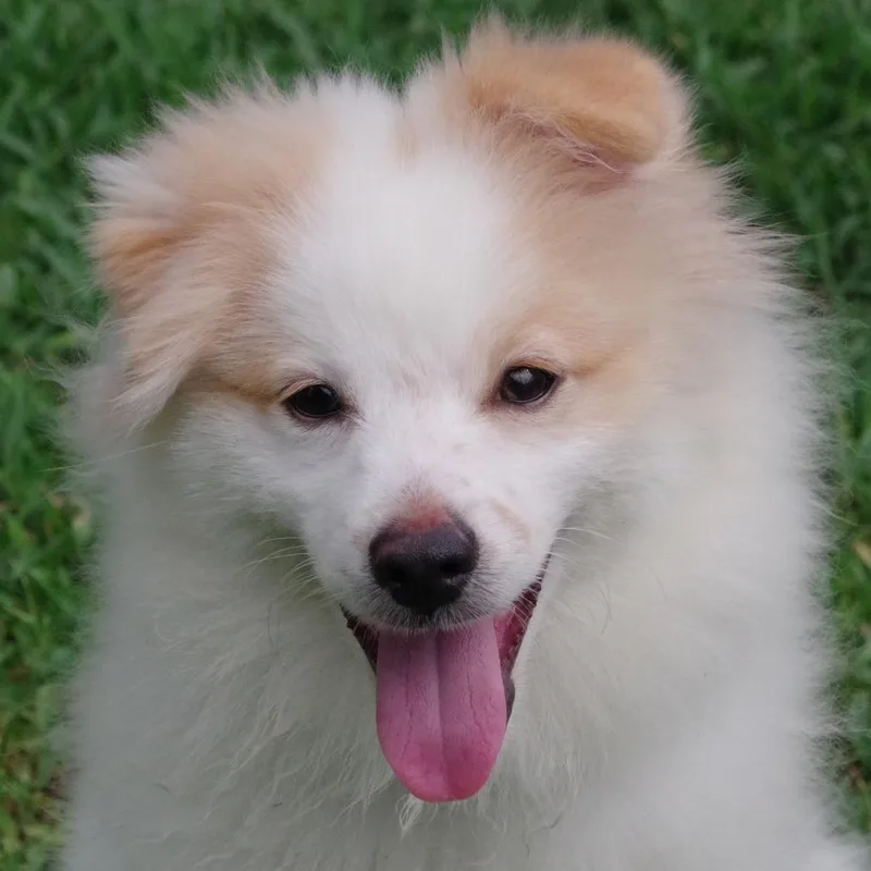 Puppy Nova thumbnail 2