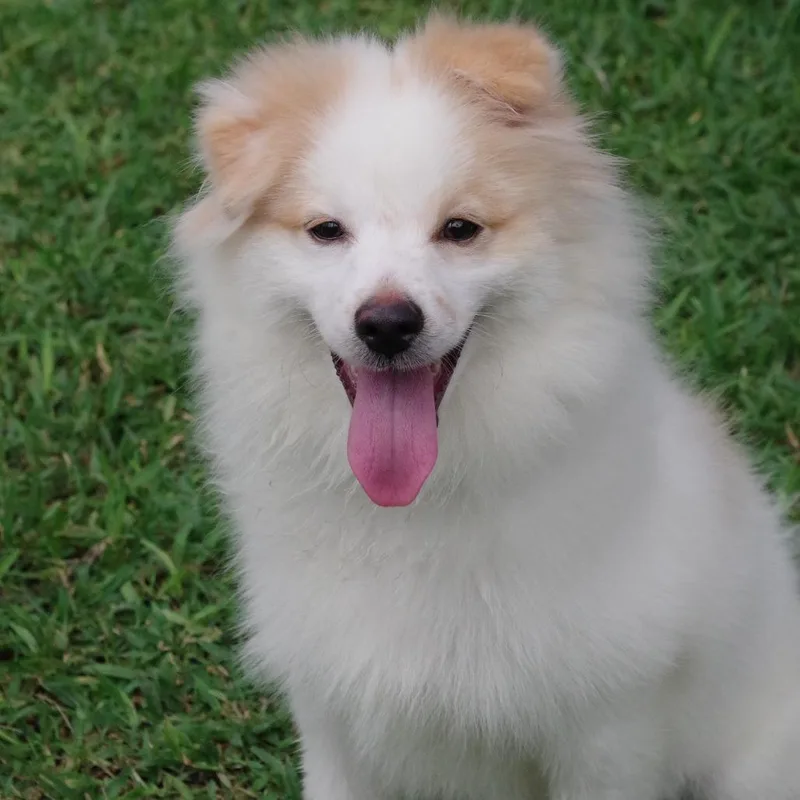 Puppy Nova thumbnail 3