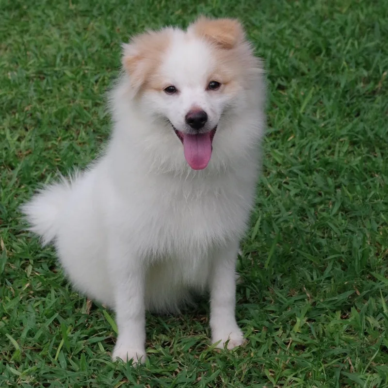 Puppy Nova thumbnail 4