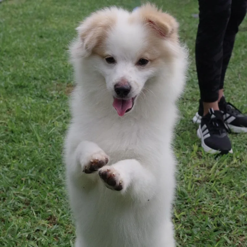 Puppy Nova thumbnail 5