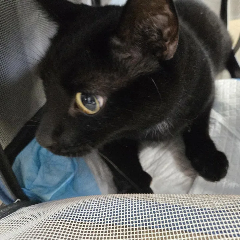 A baby large-sized male Domestic Short Hair cat named Gordo for adoption in Newark, NJ