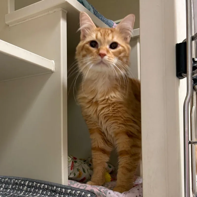 An adult large-sized male Domestic Long Hair cat named Penn for adoption in Fairport, NY