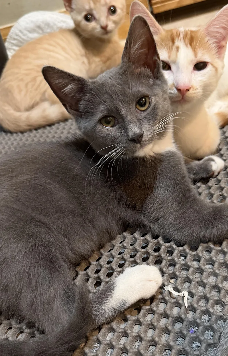 A baby medium-sized female Gray & White Domestic Short Hair cat named Macy for adoption in East Hanover, NJ