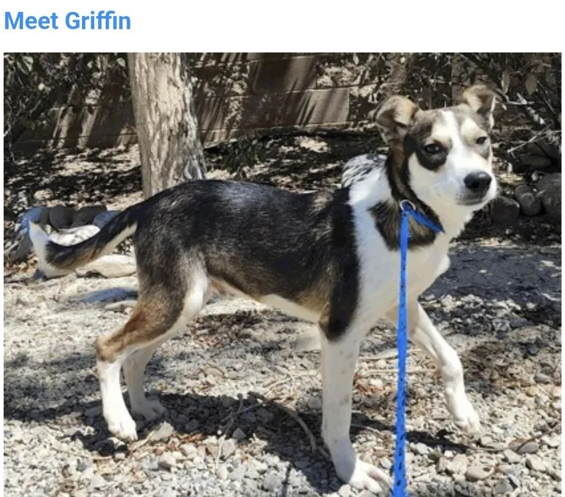 A baby medium-sized male Siberian Husky dog named Griffin for adoption in Salt Lake City, UT
