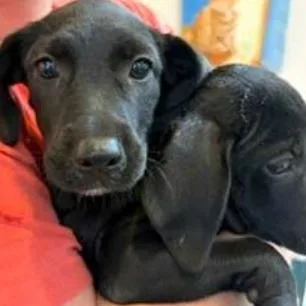 A baby small-sized male Black Labrador Retriever dog named Xavian for adoption in Wilmington, DE