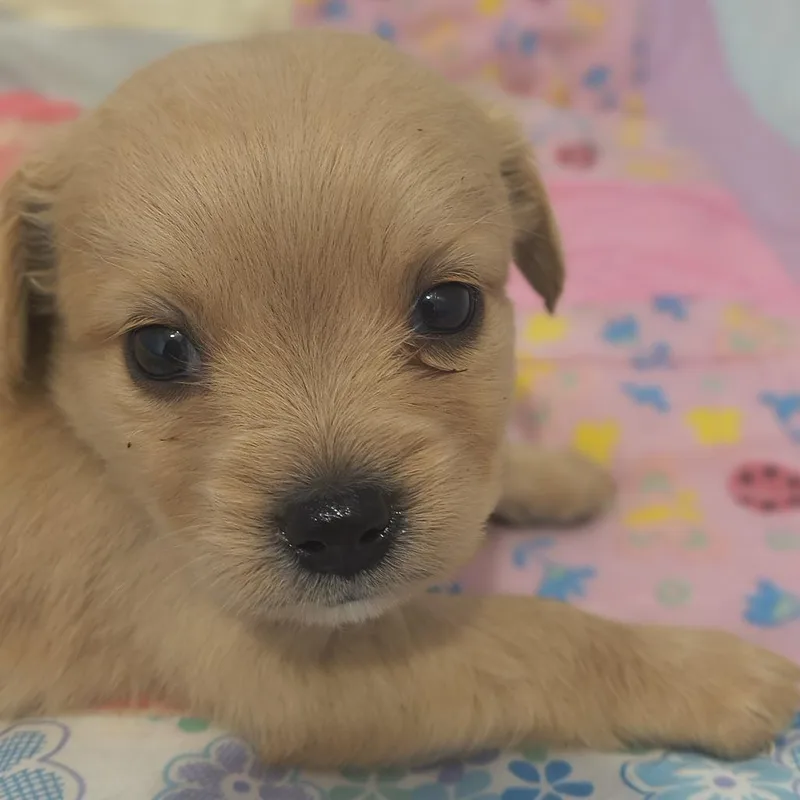 A baby small-sized male White / Cream Dachshund dog named Hermes for adoption in Othello, WA