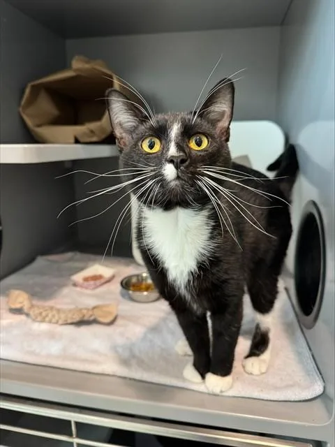 A young medium-sized male Domestic Short Hair cat named Mr. Walrus for adoption in Leesburg, VA