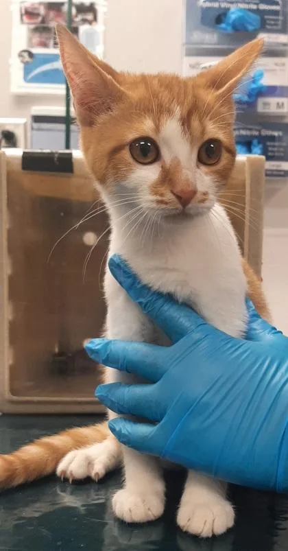 A baby medium-sized male Domestic Short Hair cat named Cosmo for adoption in Gastonia, NC
