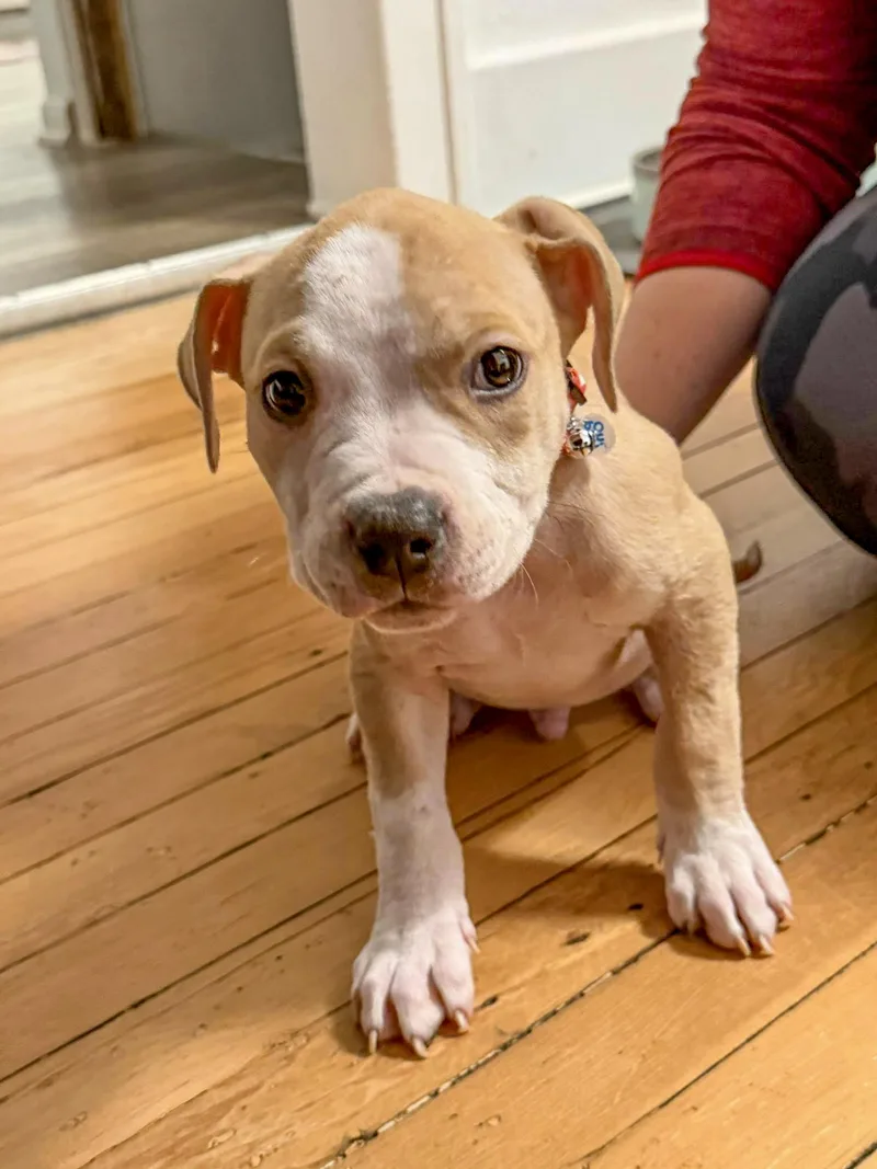 Rooster Needs A Forever thumbnail 2