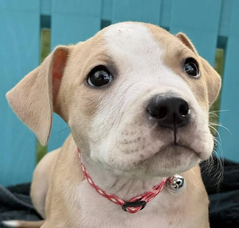 Rooster Needs A Forever