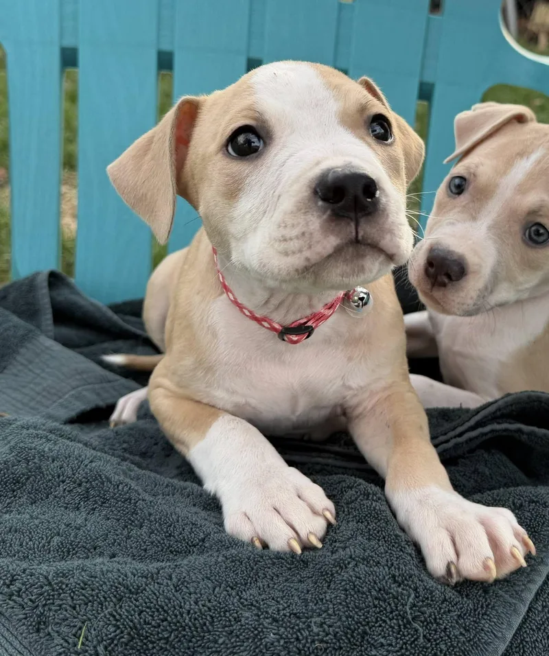 Rooster Needs A Forever thumbnail 3