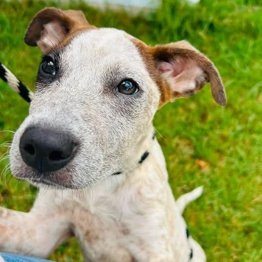 A baby medium-sized female Australian Cattle Dog / Blue Heeler dog named Mara for adoption in Moyock, NC