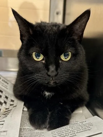 A senior small-sized female Black Domestic Short Hair cat named Baby Doll for adoption in Wichita, KS
