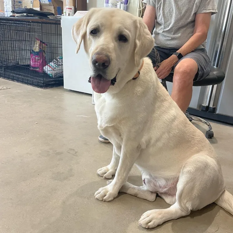 A senior large-sized male Yellow / Tan / Blond / Fawn Yellow Labrador Retriever dog named Jake for adoption in Prescott, AZ