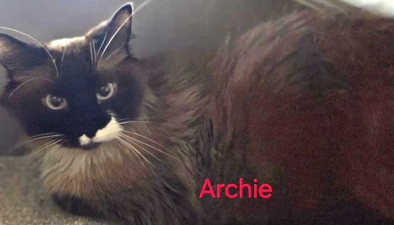 An adult large-sized female Smoke Snowshoe cat named Archie for adoption in Las Cruces, NM