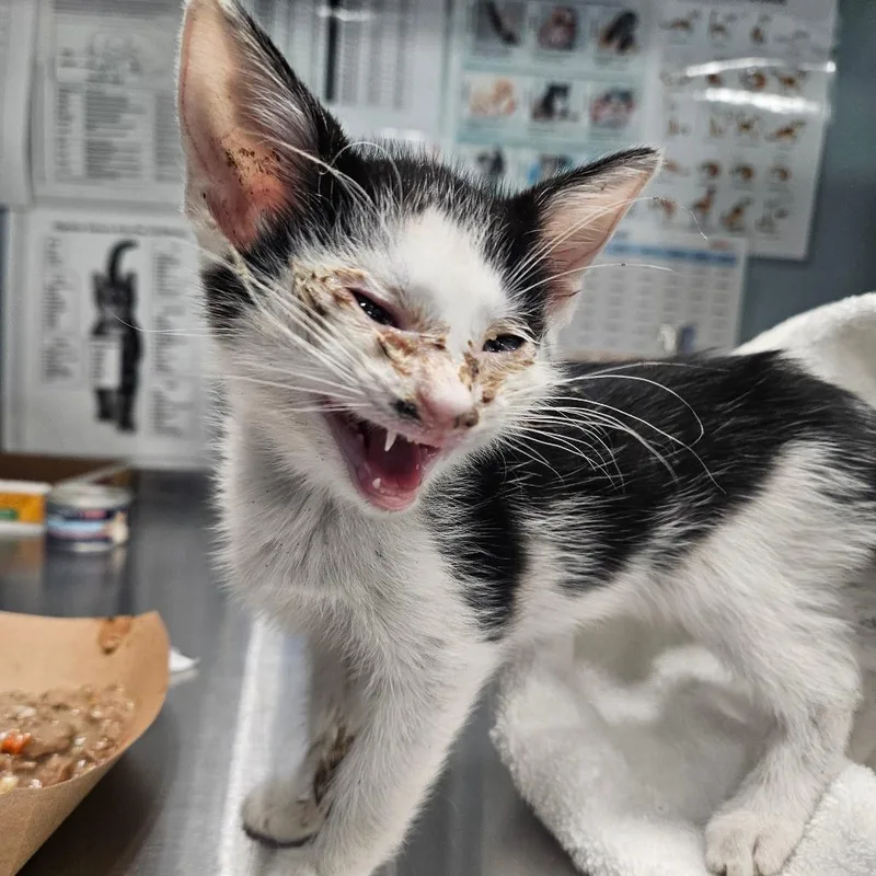 A baby small-sized male Black Domestic Short Hair cat named Meowsir for adoption in Greensboro, NC