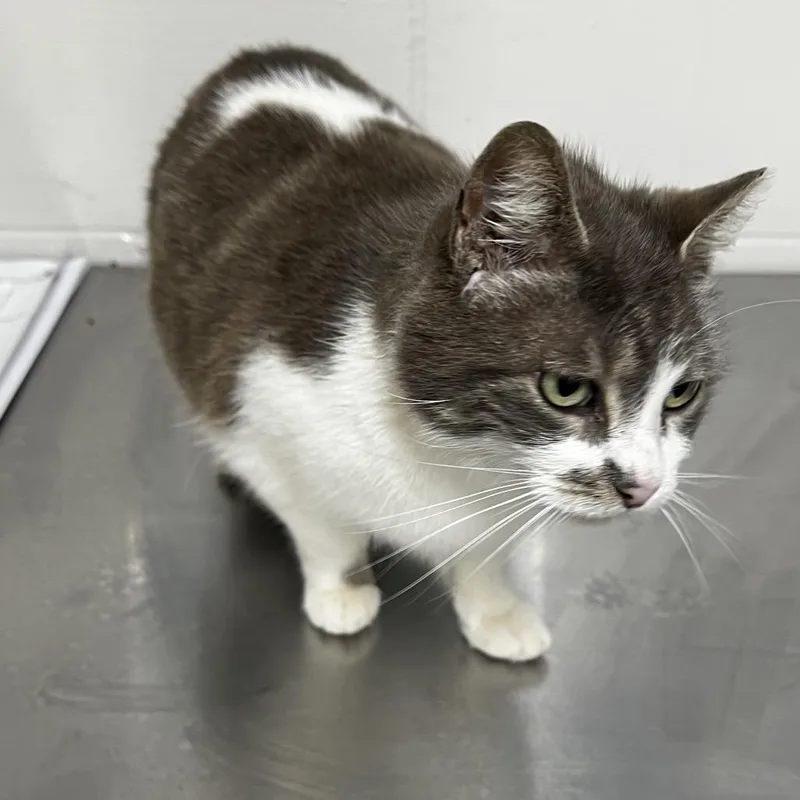 An adult medium-sized female White Domestic Short Hair cat named Clawdine for adoption in Birmingham, AL