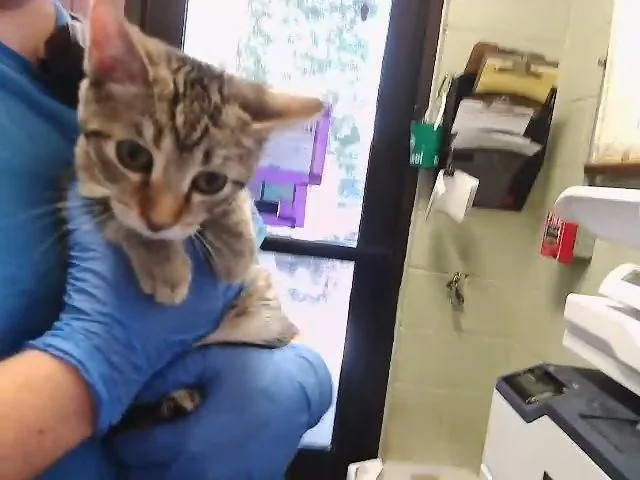A baby small-sized female Domestic Short Hair cat named Bionce for adoption in Tulsa, OK