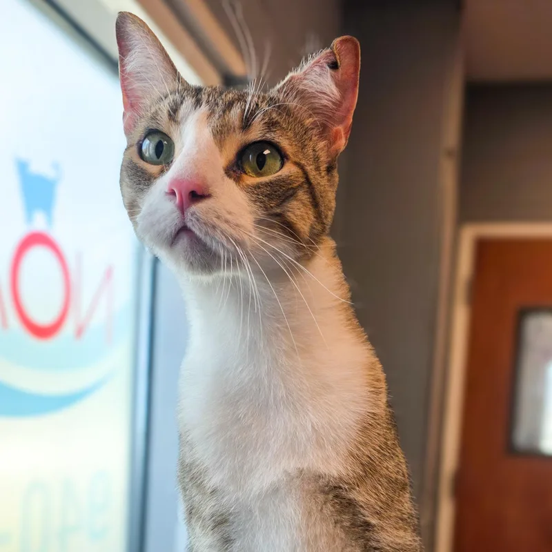 A young medium-sized male Tabby (Brown / Chocolate) Domestic Short Hair cat named Artie for adoption in Gainesville, TX